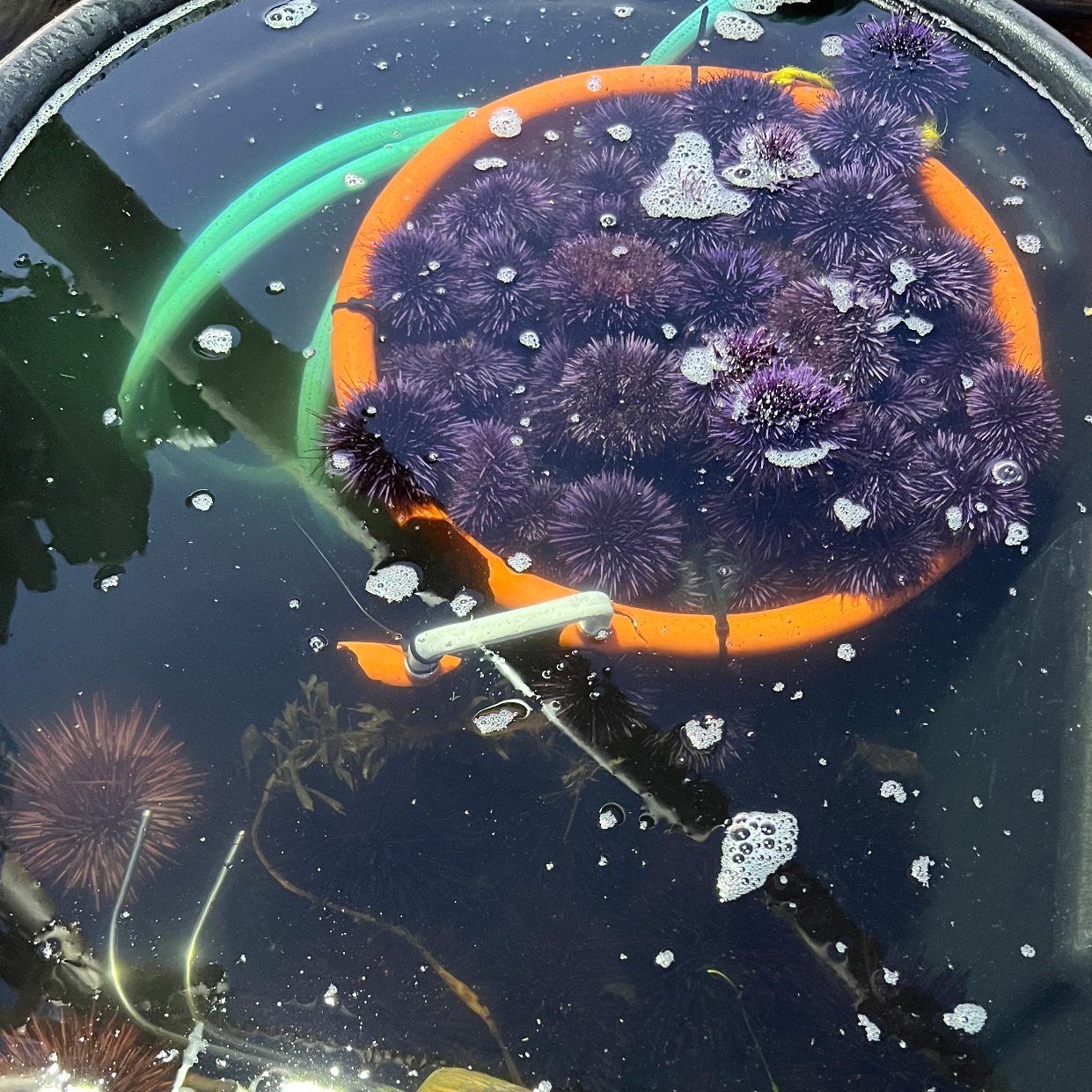“Wild Santa Barbara uni, private raw bar service.”