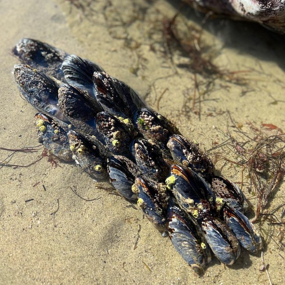 "Santa Barbara Hope Ranch Mussels, private raw bar service.”